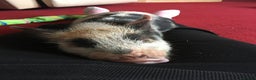 Pig livestock for sale: Micro pigs /t cup - Advert 15