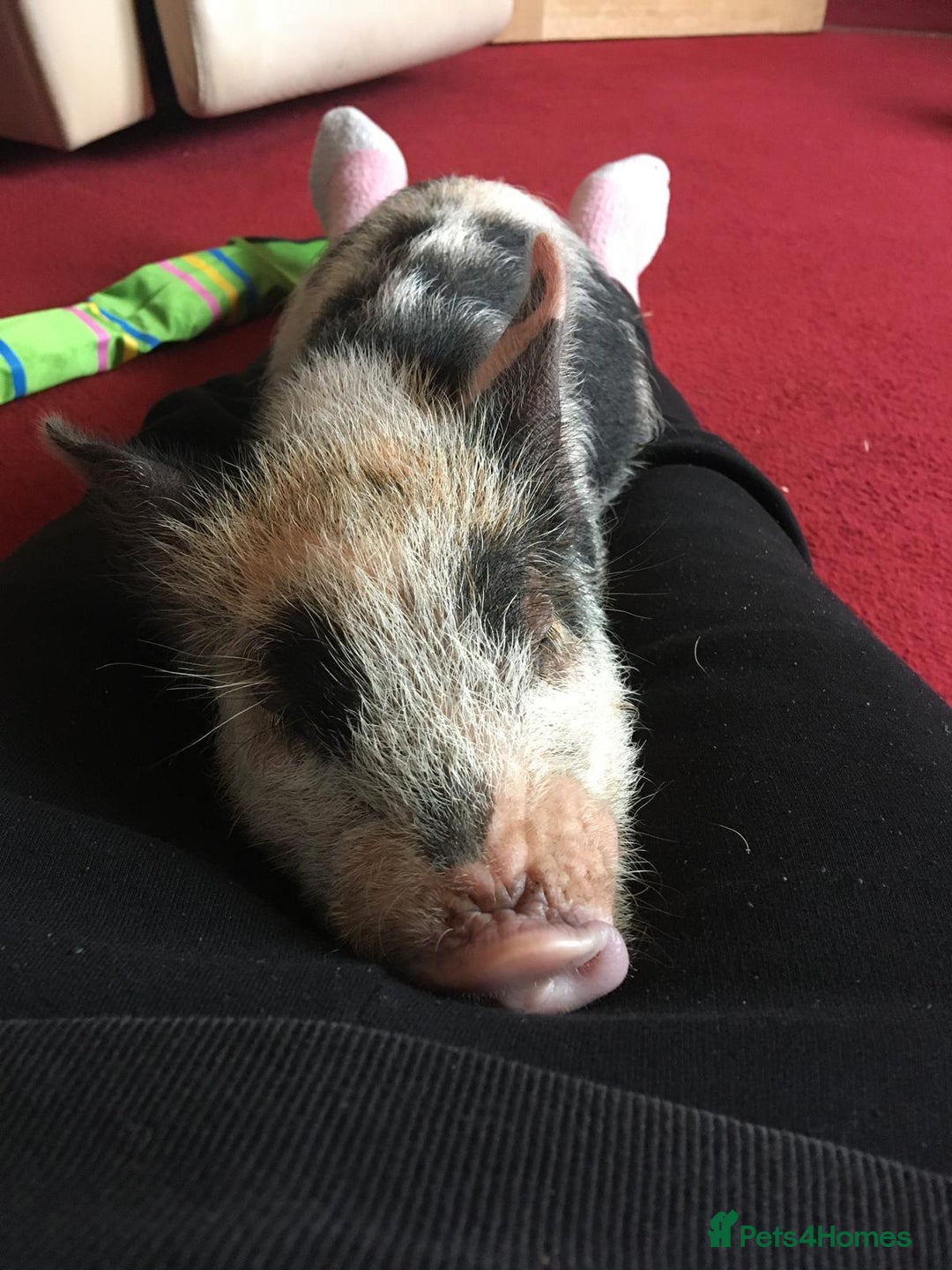 Pig livestock for sale: Micro pigs /t cup - Image 15