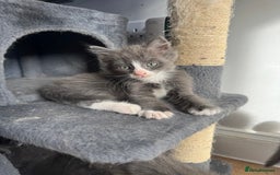 Mixed Breed cats for sale: Stunning Maine coon cross ragdoll kittens - Image 5