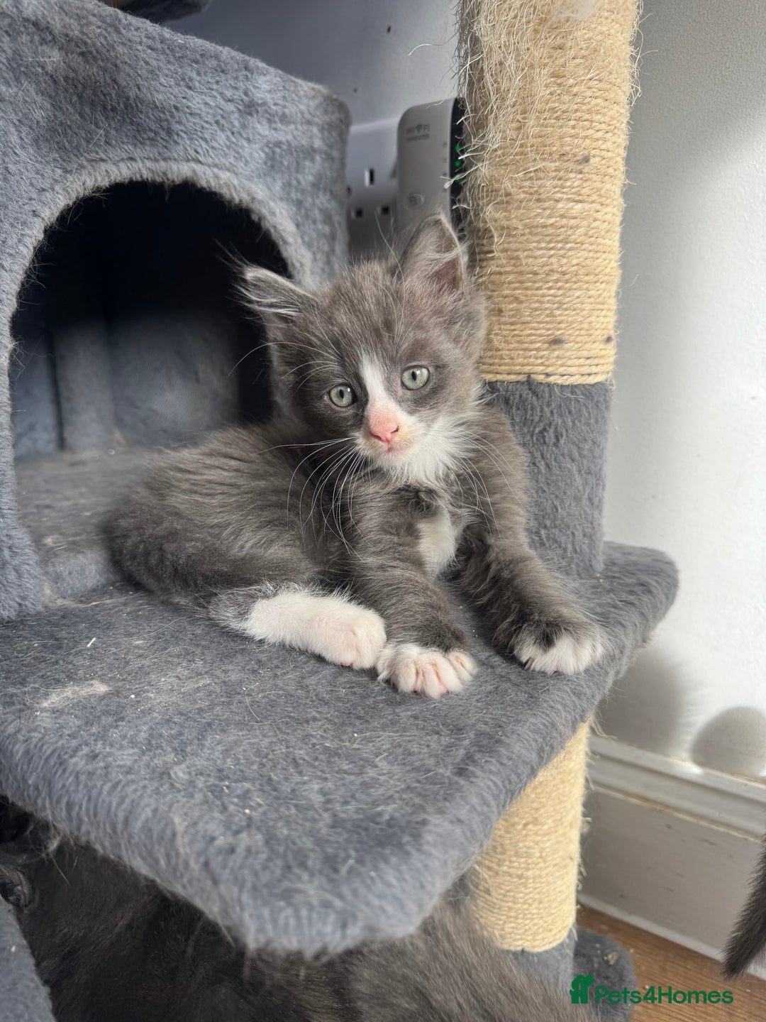 Mixed Breed cats for sale: Stunning Maine coon cross ragdoll kittens - Image 5