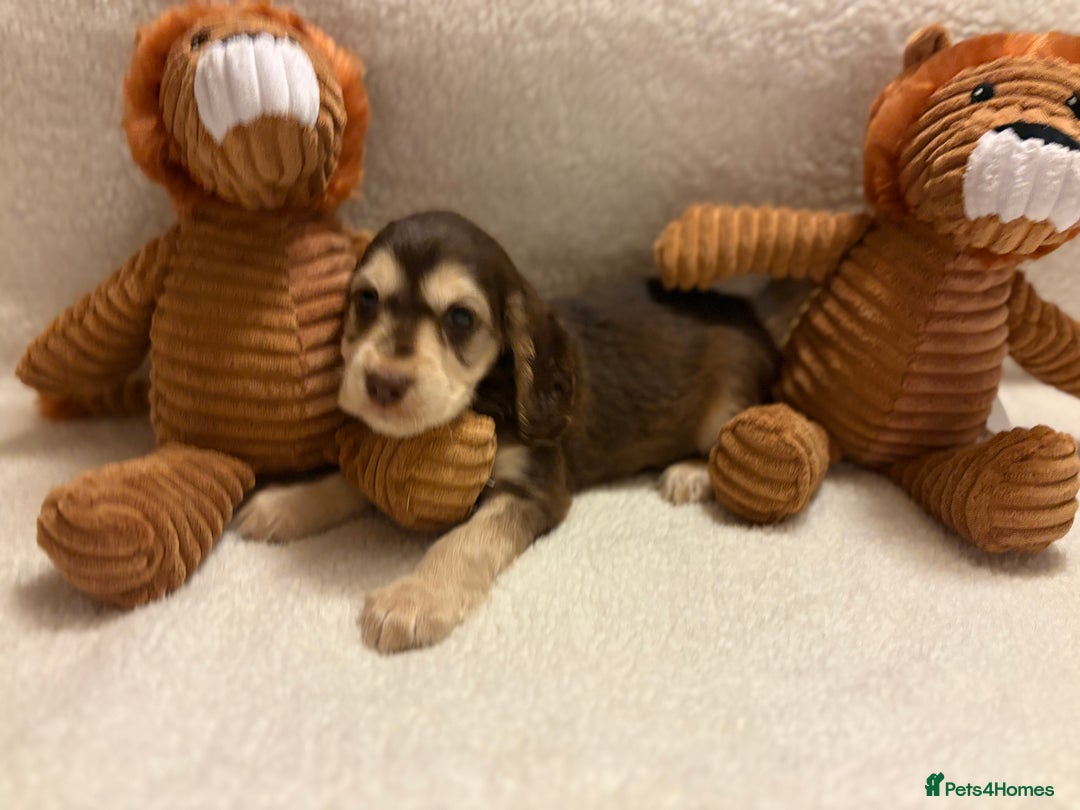 Cocker Spaniel dogs for sale: Show type spaniels - Advert 13