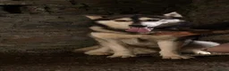 Siberian Husky dogs for stud: Gorgeous siberian Husky STUD in Port Talbot - Advert 3