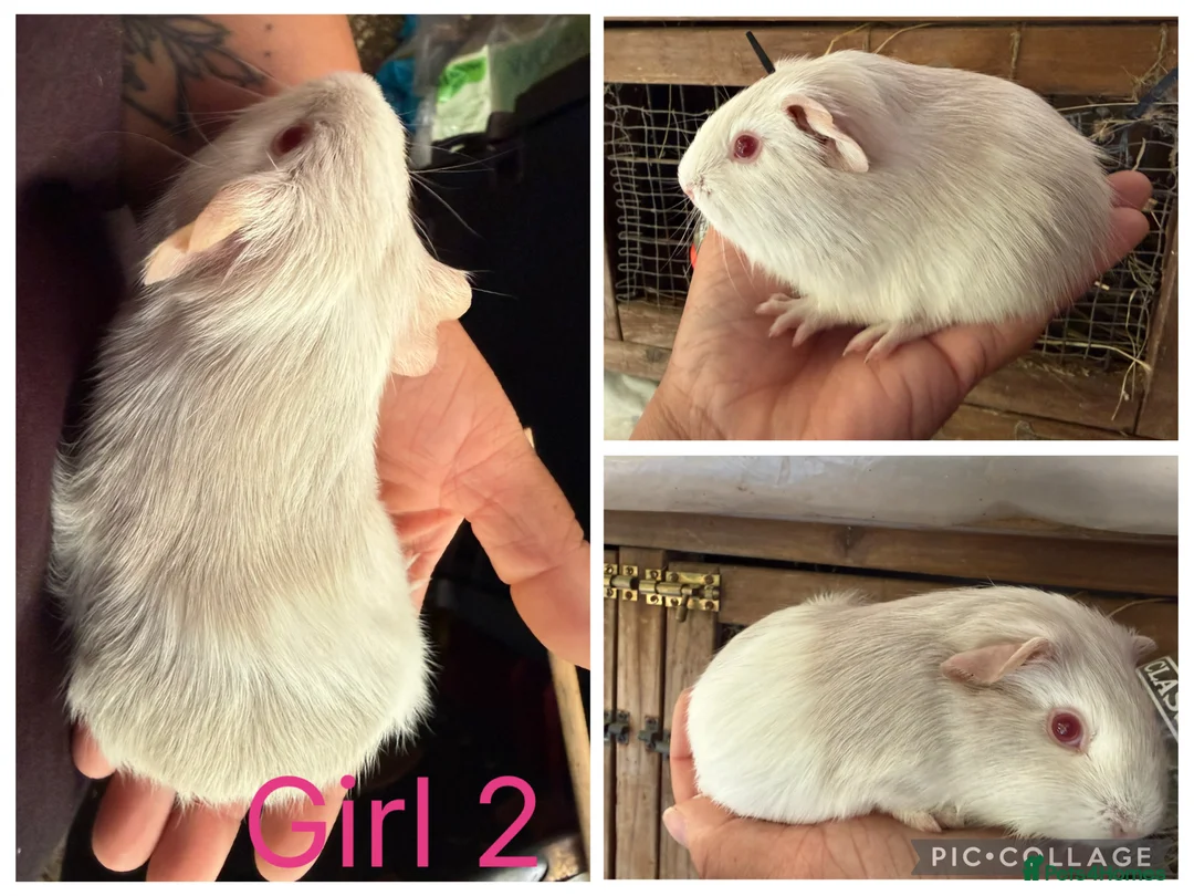 Guinea Pig rodents for sale: Baby guinea pigs  - Advert 2