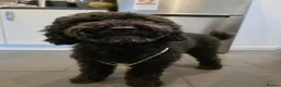 Poodle dogs for stud: Kenzuo Midnight - Ozzy in Southampton - Advert 23
