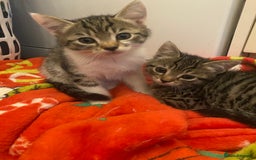 Mixed Breed cats for sale: Tabby kittens  - Image 2