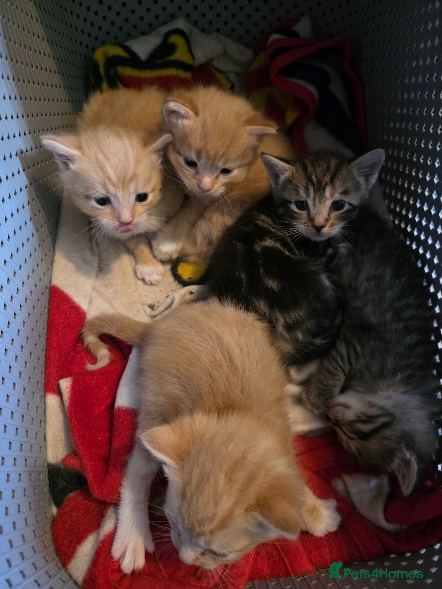 Mixed Breed cats 5 kittens ready in 4 weeks  - Advert 7