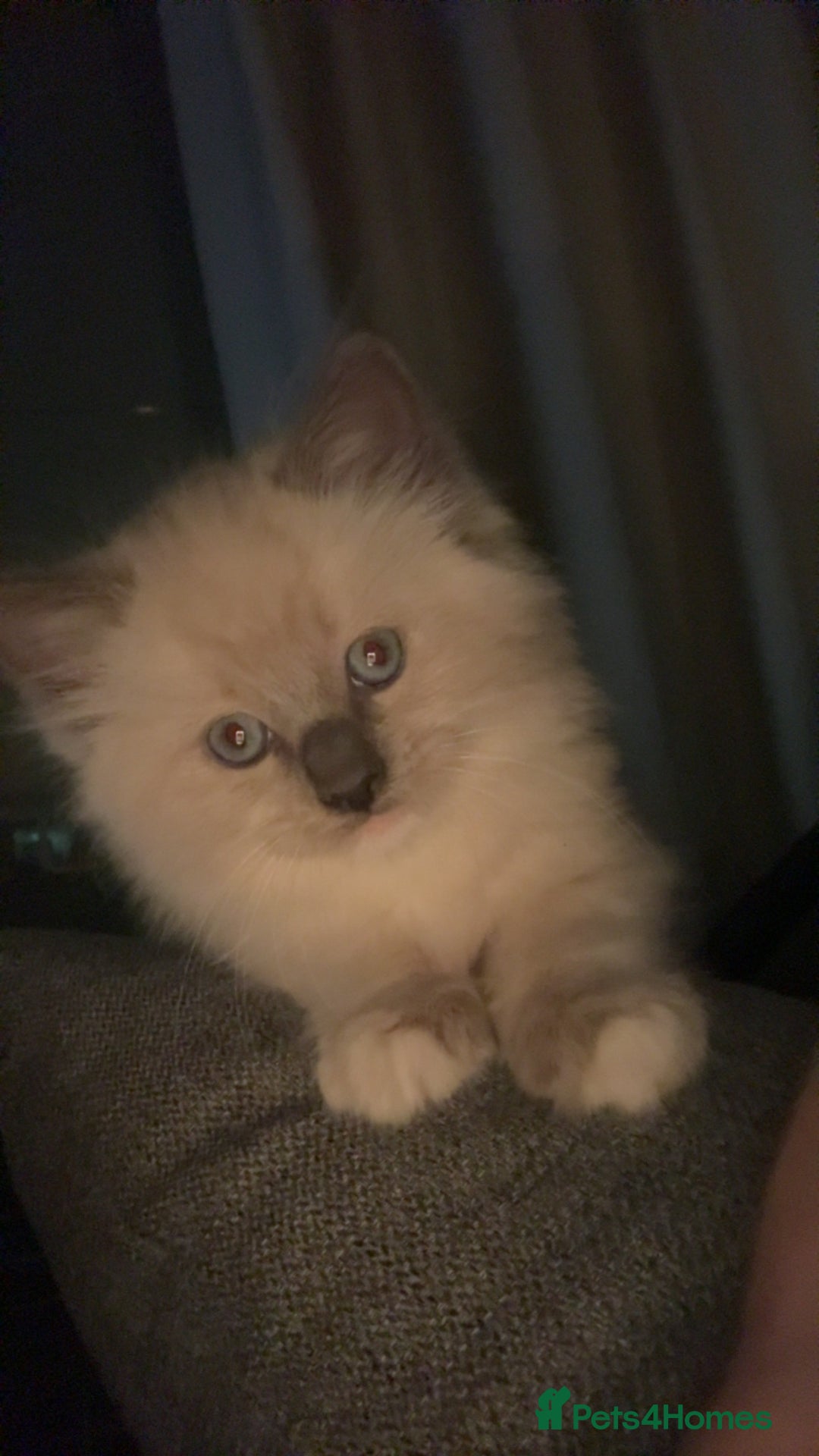 Ragdoll cats for sale: Boy 3/4 ragdoll kitten - Image 4