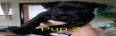 Patterdale Terrier 2