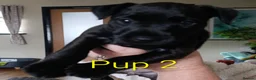 Patterdale Terrier dogs for sale: 3 stunning patterdales ready for new homes - Advert 8