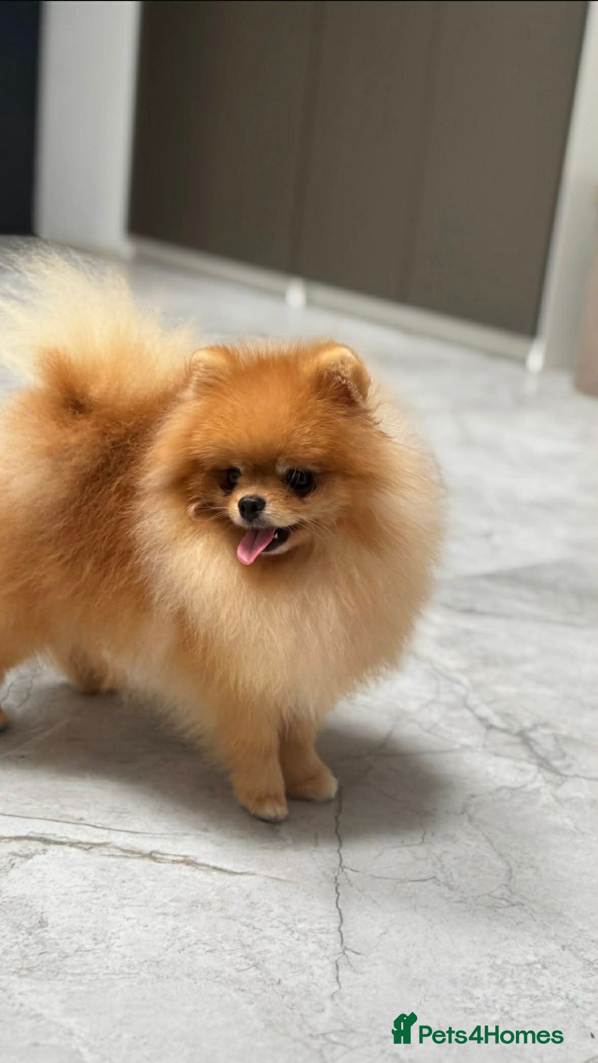 Pomeranian dogs Beautiful Tiny fluffy Pomeranian stud - Advert 1