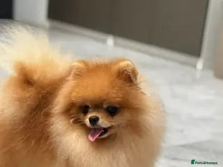 Pomeranian dogs Beautiful Tiny fluffy Pomeranian stud - Advert 1