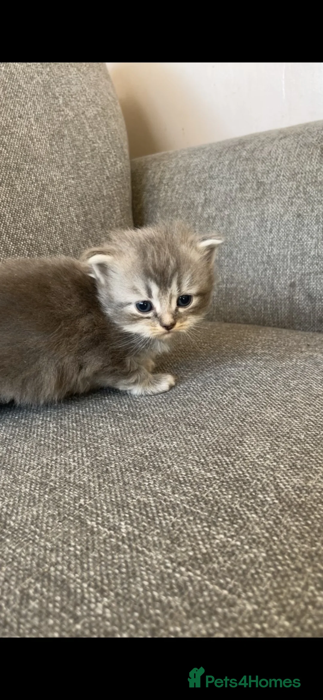 Mixed Breed cats for sale: Exotic cross kittens  - Advert 16
