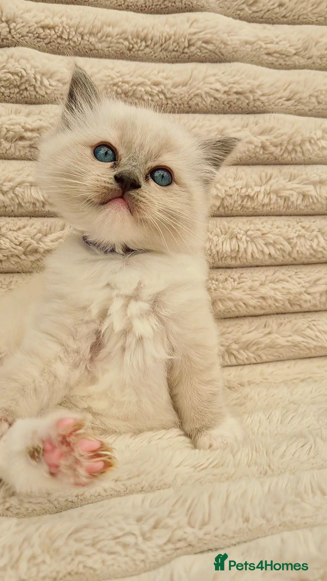 Ragdoll cats Ragdall Gccf Bicolour/Mitted ChampionBloodlines - Advert 1