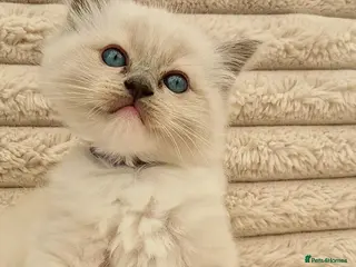 Ragdoll cats Ragdall Gccf Bicolour/Mitted ChampionBloodlines - Advert 1