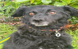 Mixed Breed dogs for adoption: Dagry - Norwich Norfolk  - Advert 11