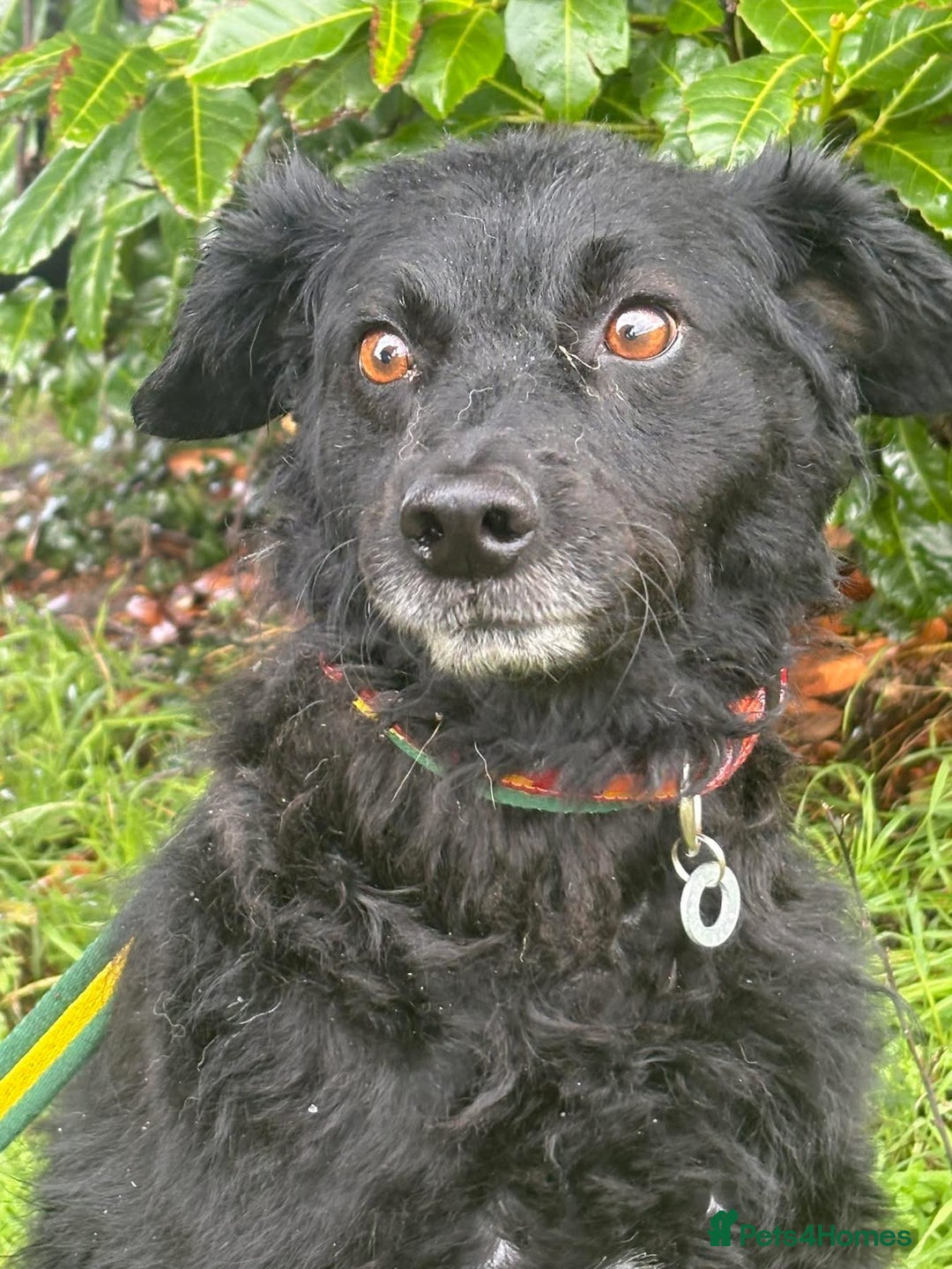 Mixed Breed dogs for adoption: Dagry - Norwich Norfolk  - Advert 11