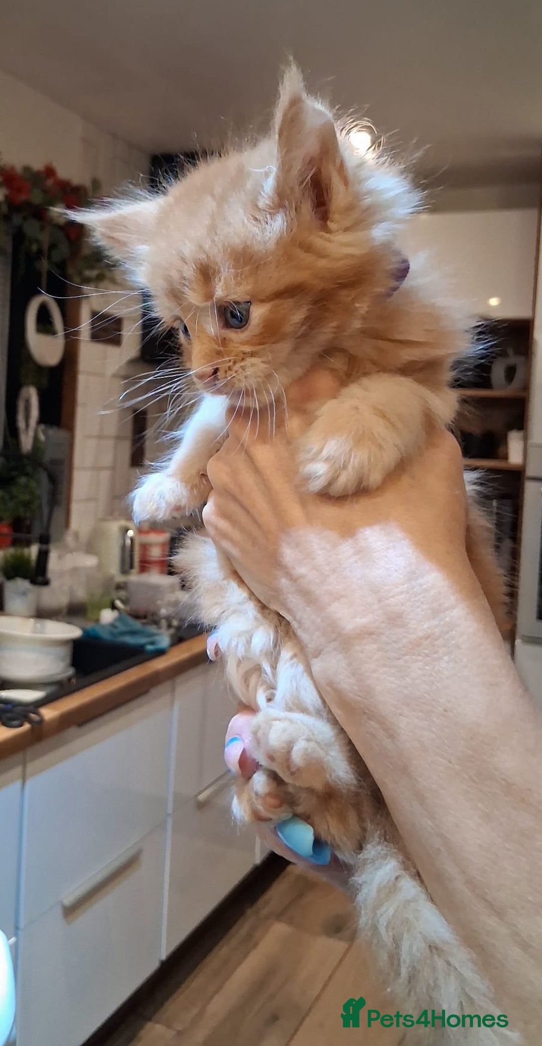 Maine Coon cats for sale: Maine Coon pedigre XL - Image 21