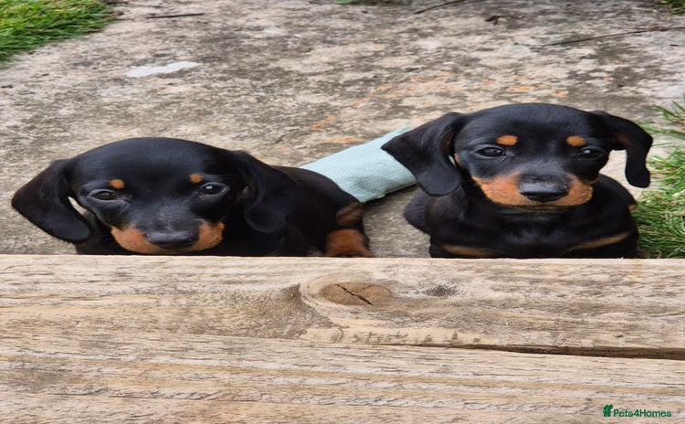 Miniature Dachshund dogs - Advert 1
