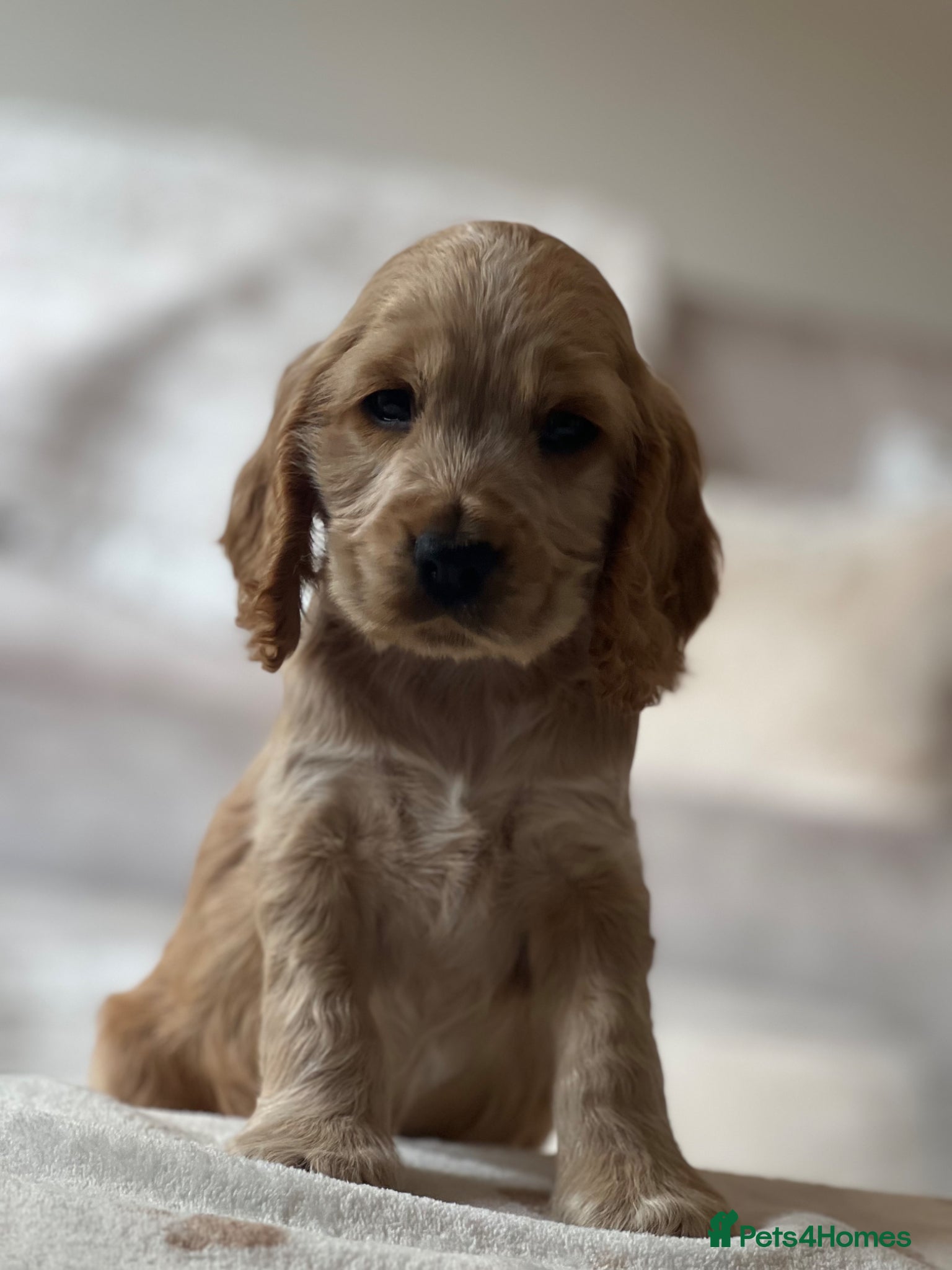 Cocker Spaniel dogs KC Registered Show-Type Cocker Spaniel Puppies - Advert 10