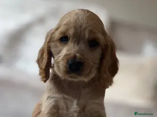 Cocker Spaniel dogs KC Registered Show-Type Cocker Spaniel Puppies - Advert 10