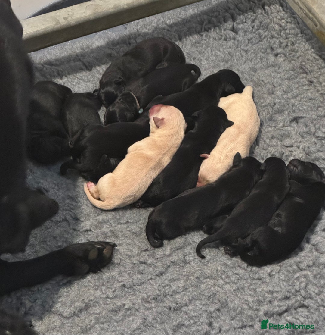 Labrador Retriever dogs for sale: KC Reg Health Tested Working Labradors - Image 11