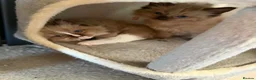 Ragdoll cats for sale: Ragdoll kittens  in Blackburn - Advert 13