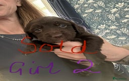 Sprocker dogs for sale: Sprocker Spaniel - Advert 7