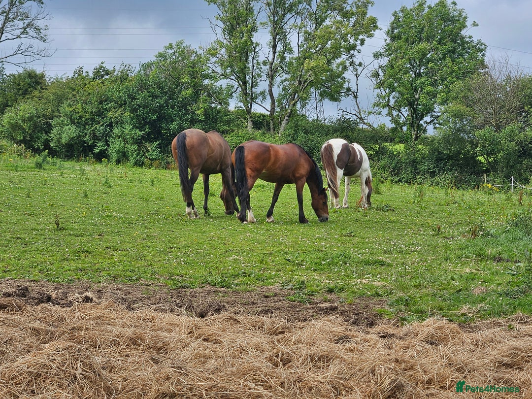 Welsh Section D horses for sale: Flashy Sec D x Dartmoor mare - Advert 6