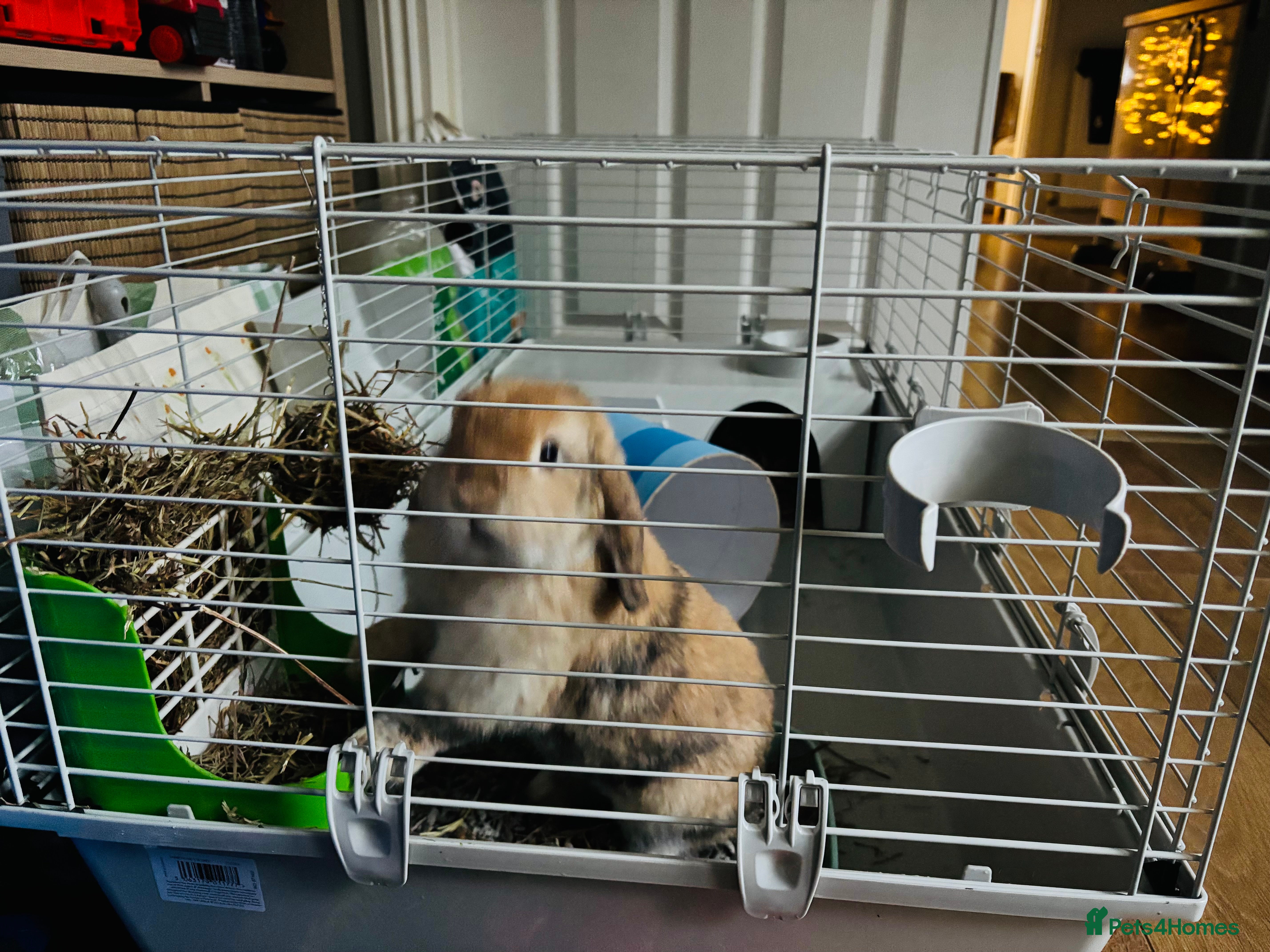 Mini Lop rabbits 3 yr old male mini lop - Advert 1