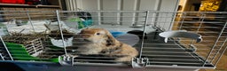 Mini Lop rabbits for sale: 3 yr old male mini lop - Advert 1