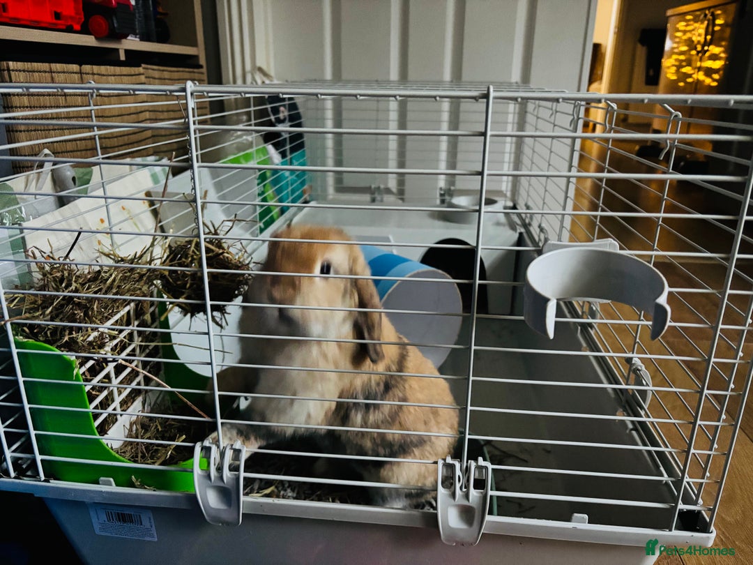 Mini Lop rabbits for sale: 3 yr old male mini lop - Advert 1