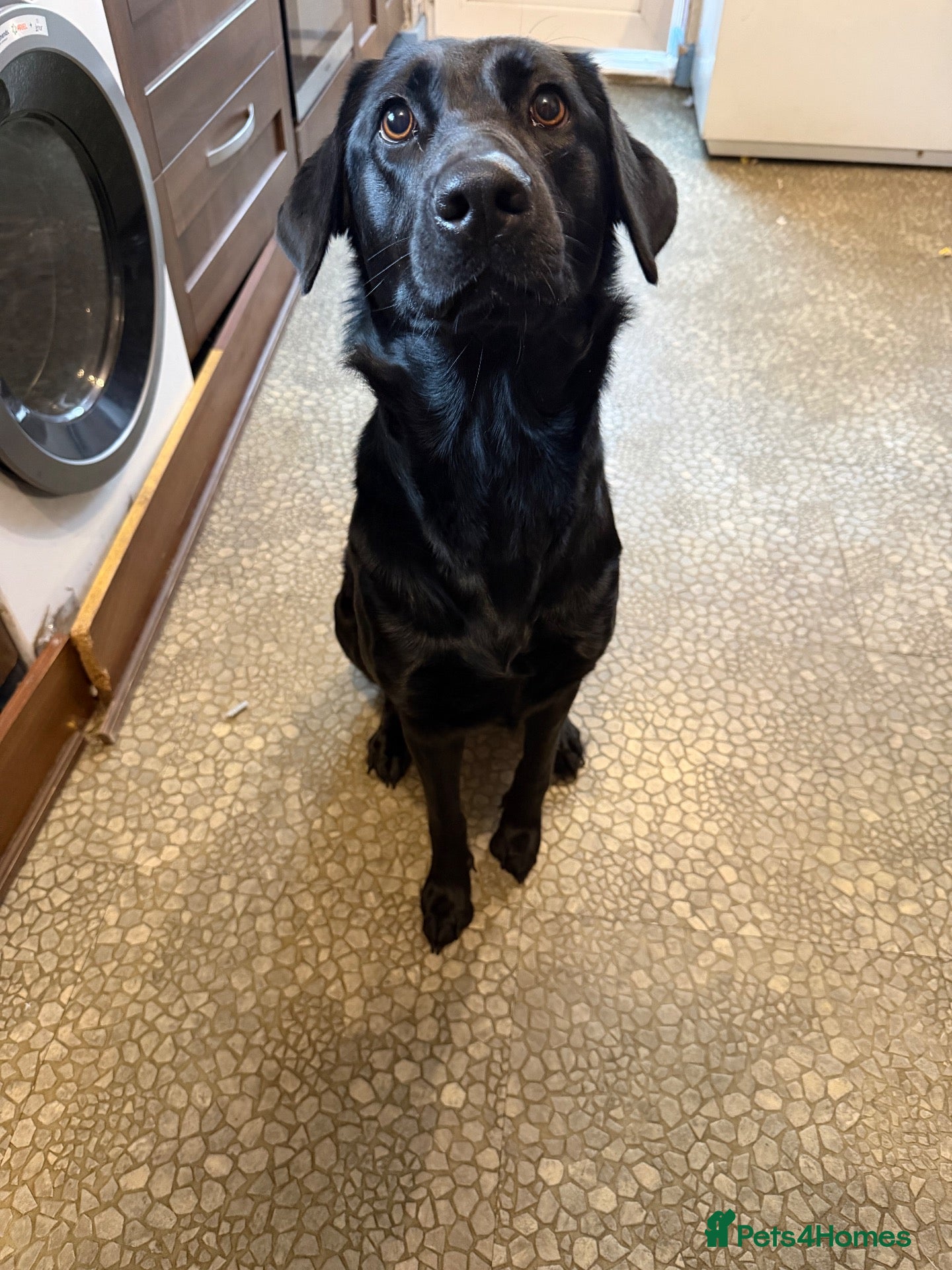 Sheprador dogs for sale: Beautiful female dog - Advert 1