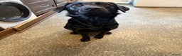 Sheprador dogs for sale: Beautiful female dog - Advert 1