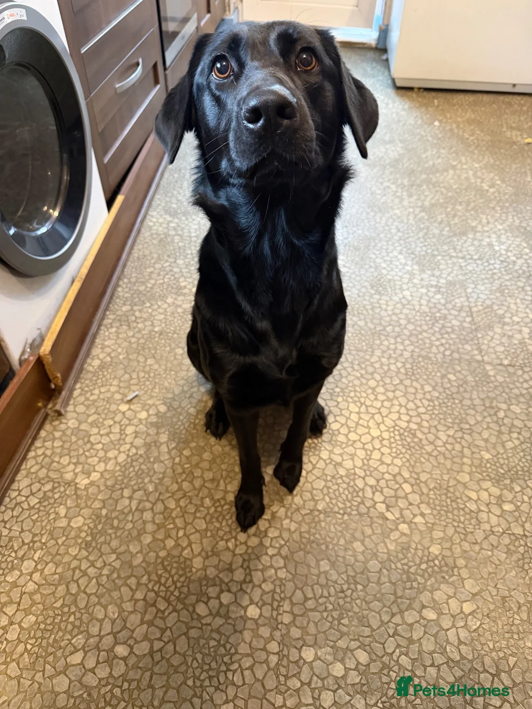 Sheprador dogs for sale: Beautiful female dog - Advert 1