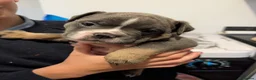 Olde English Bulldogge dogs for sale: Quality Chunky Olde English bulldogge puppies - Advert 16