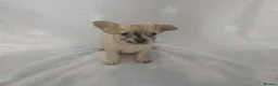 French Bulldog dogs for sale: Fluffy frenchies - Advert 7