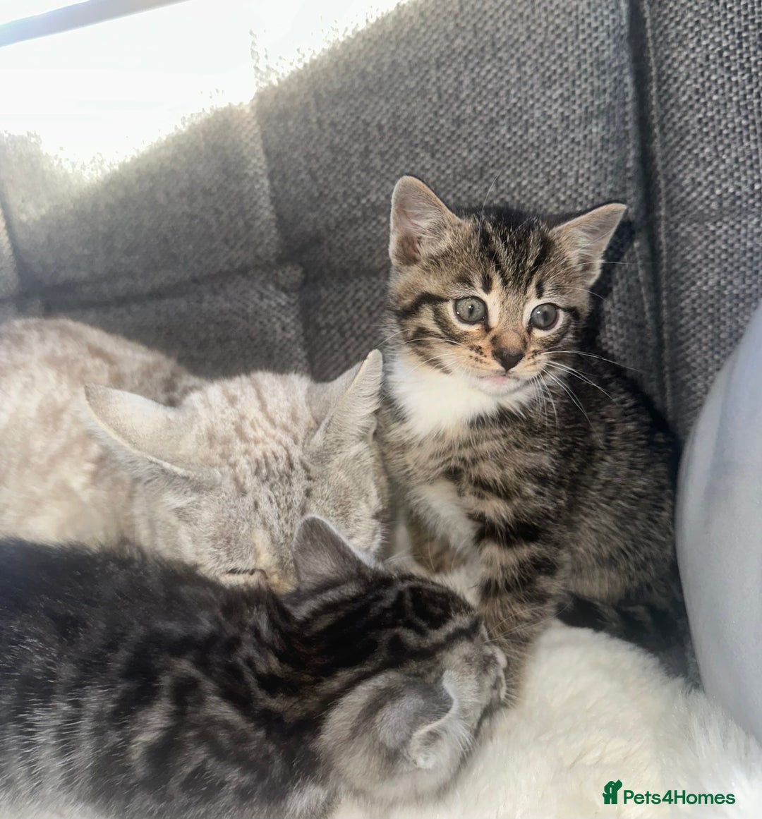 Bengal cats for sale: Bengal X tabby kittens - Advert 8