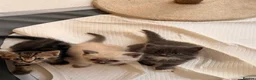 Mixed Breed cats for sale: Beautiful & very social kittens for sale in Northwich - Advert 6