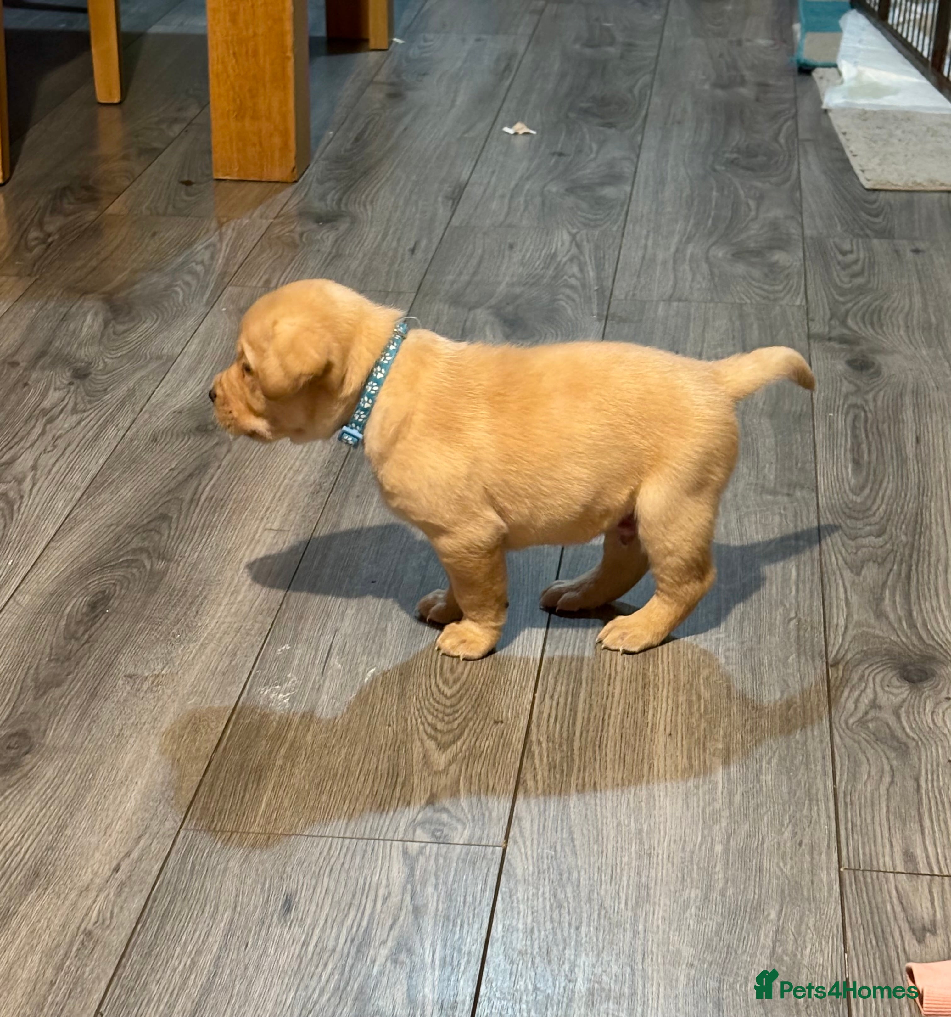 Labrador Retriever dogs 7 stunning chunky yellow Labradors - Advert 15