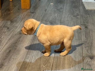 Labrador Retriever dogs 7 stunning chunky yellow Labradors - Advert 15