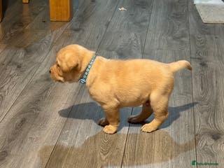 Labrador Retriever dogs 7 stunning chunky yellow Labradors - Advert 2