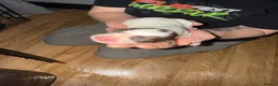 Sprocker dogs for sale: Sprocker puppies  - Advert 7