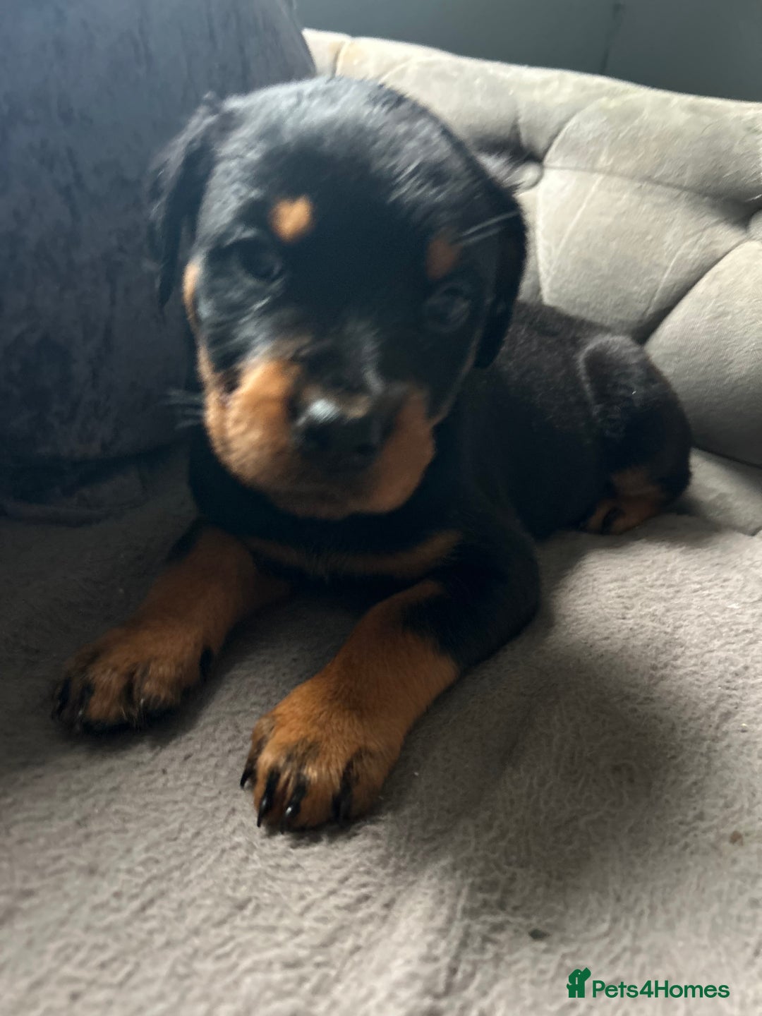 Rottweiler dogs for sale: Rotwellier puppies READY NOW  - Advert 2