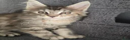Maine Coon cats for sale:  🐾❤️ BEAUTIFUL MAINE COON KITTENS  ❤️🐾 - Advert 21