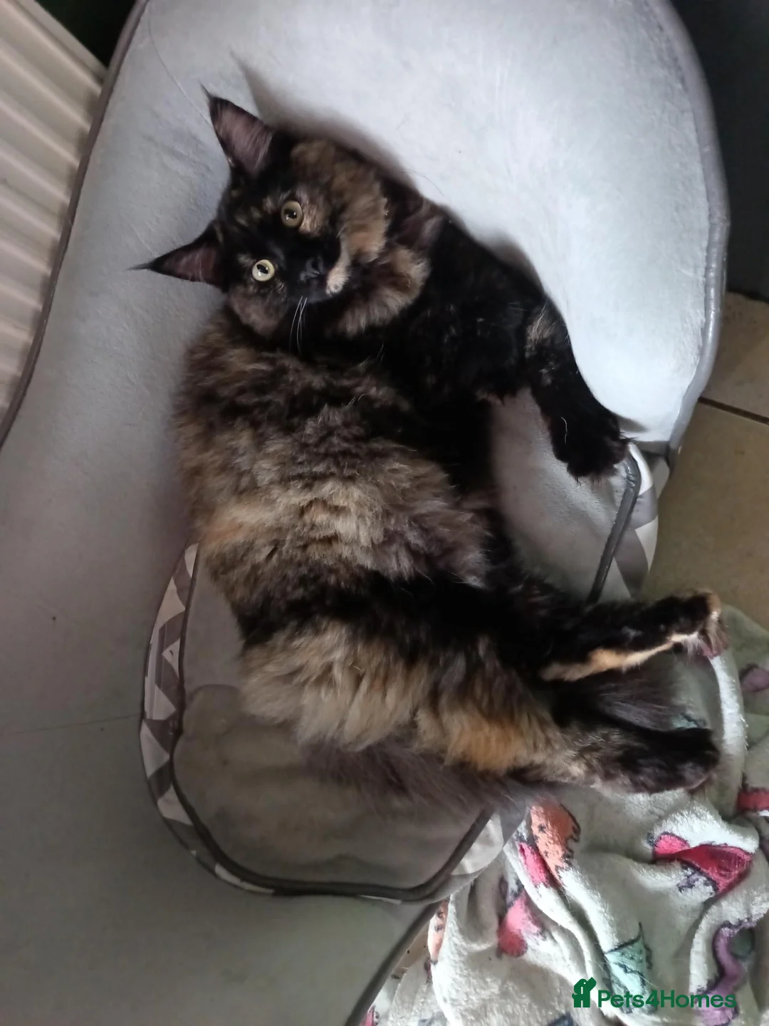 Ragcoon cats for sale: Ragcoon kitten - Advert 1
