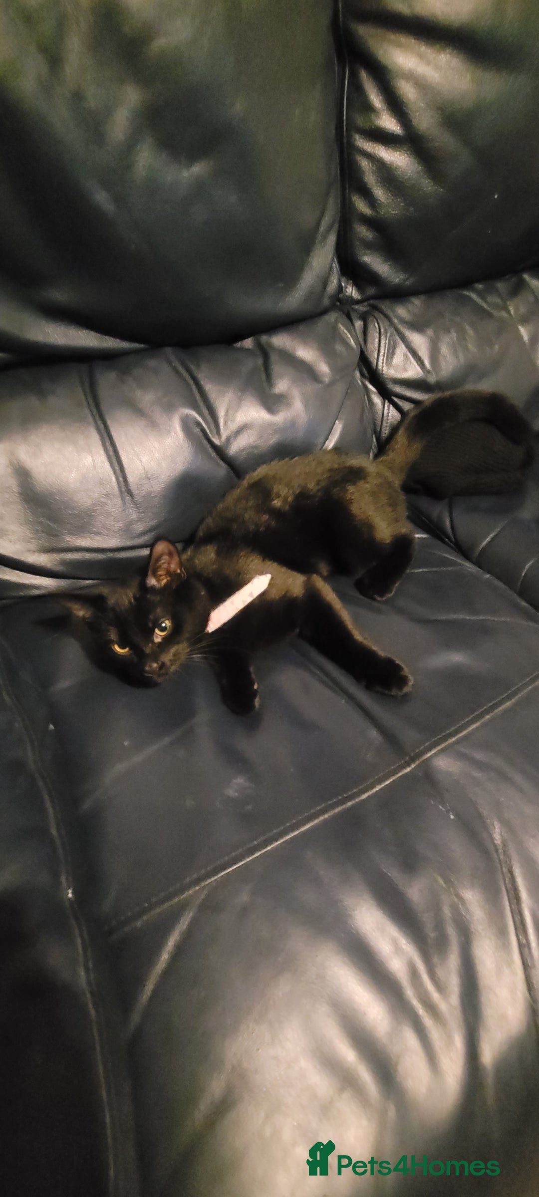 Bombay cats for sale: 16 week kitten - Advert 1