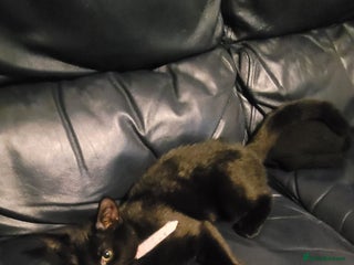 Bombay cats 16 week kitten - Advert 1