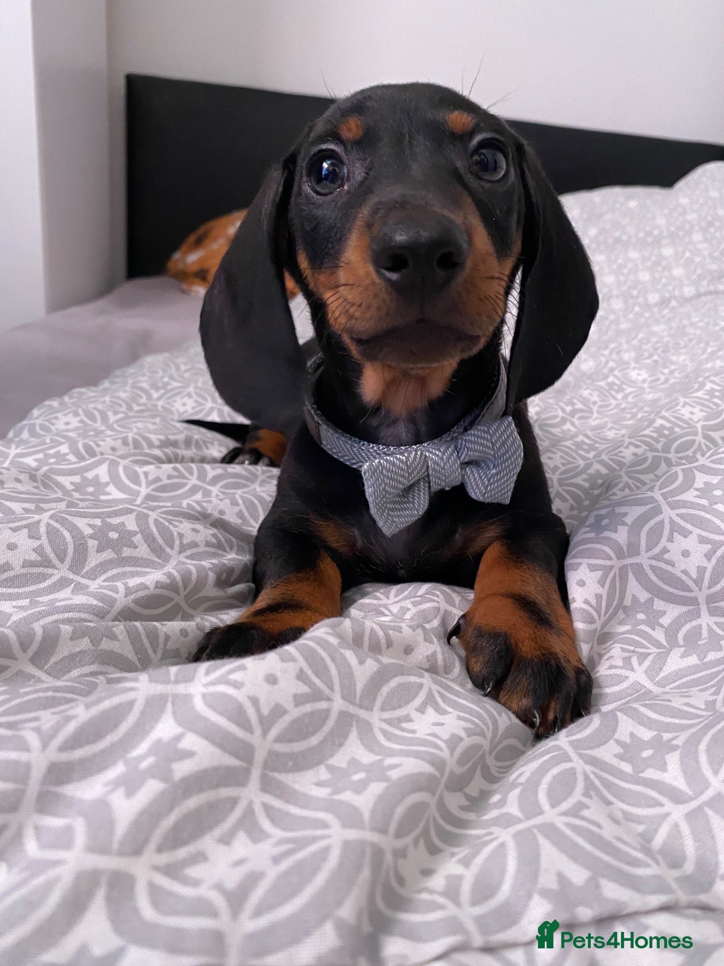 Dachshund dogs 9 Miniature Dachshunds – Ready 19th October! - Advert 16