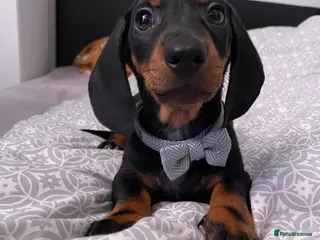 Dachshund dogs 9 Miniature Dachshunds – Ready 19th October! - Advert 16