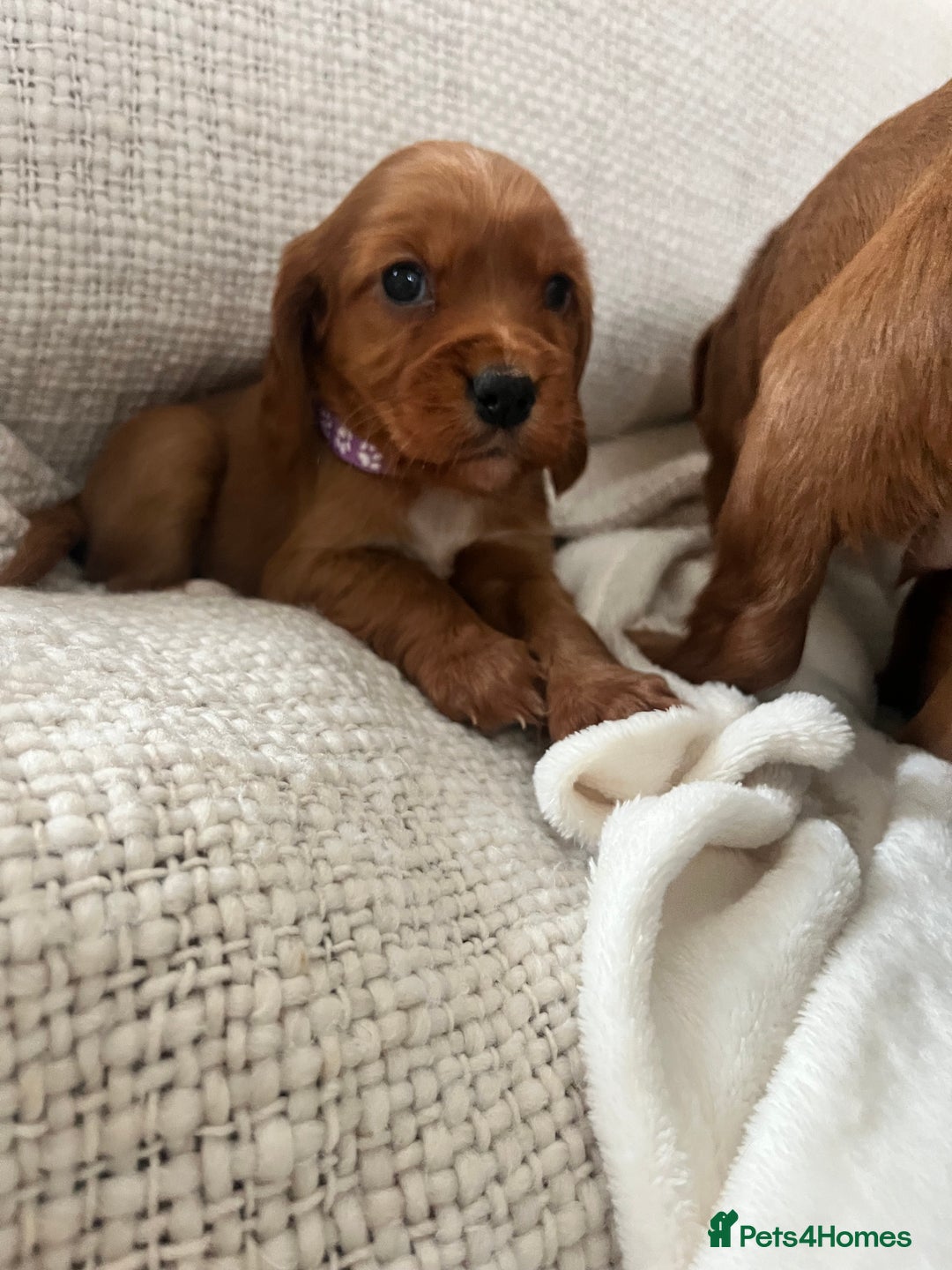 Cocker Spaniel dogs for sale: fox red cocker spaniels health tested  - Advert 3